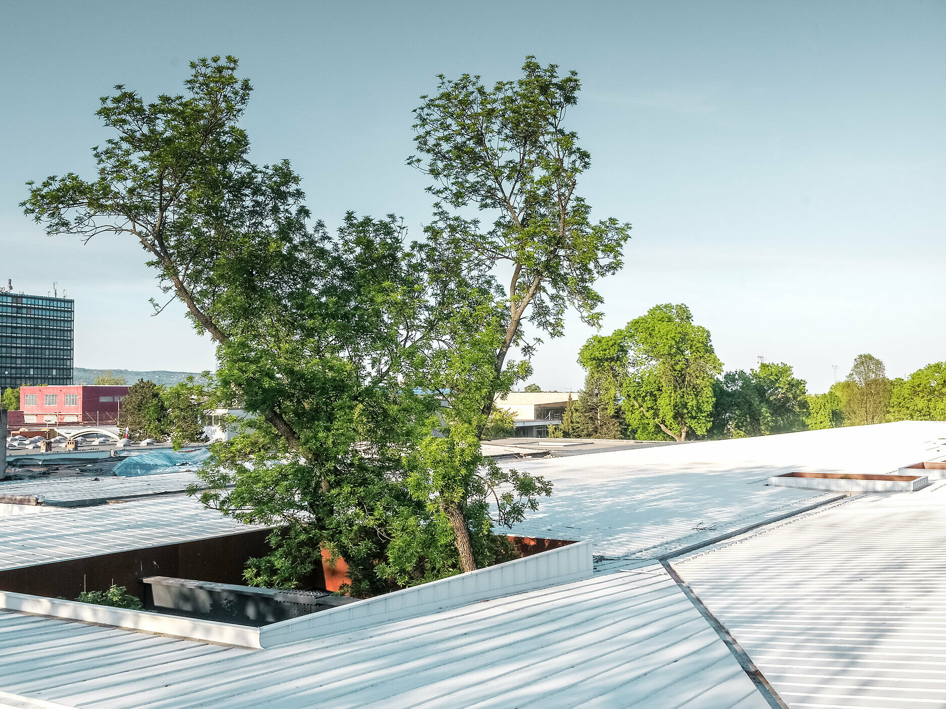 L’immagine mostra un’autostazione in Croazia con un tetto Prefalz bianco di PREFA. Grandi alberi attraversano il tetto in diversi punti, conferendo alla costruzione una particolare caratteristica architettonica. Sullo sfondo sono visibili altri edifici e un’alta torre adibita a uffici. L’immagine sottolinea la combinazione di architettura funzionale e ambiente naturale, con il tetto bianco e il verde degli alberi che formano un contrasto sorprendente.